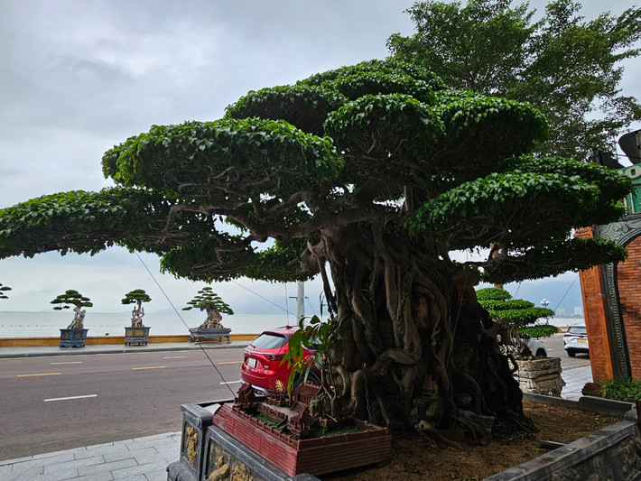 Với những người sành chơi cây cảnh, những gốc sanh có niên đại hàng trăm năm luôn được săn lùng, tìm kiếm. Nhiều "dân chơi" cây cảnh ở các "thủ phủ sanh bonsai" như Hà Nội, Nam Định,... cũng phải trầm trồ, xuýt xoa trước vẻ đẹp của tác phẩm này.