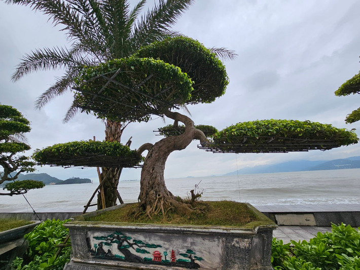 Theo quan niệm của giới bonsai, cây sanh có nghĩa là “trường sinh” và nằm trong nhóm tứ linh, nên được nhiều người ưa thích.