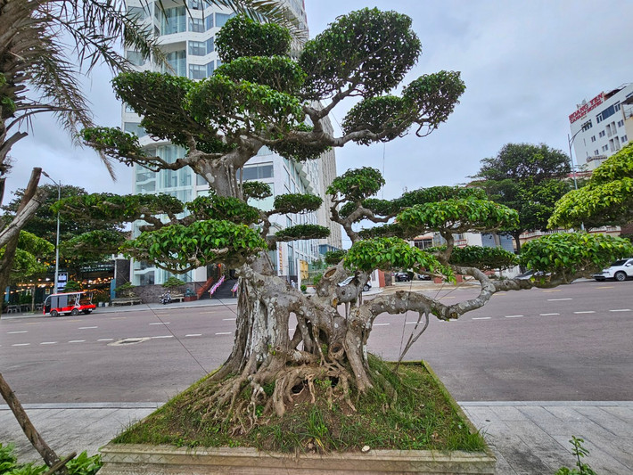 Nhiều "dân chơi" bonsai cho biết, cây sanh ở miền Trung là loại cây dễ thiết kế bonsai nhất so với cây sanh ở các tỉnh khác, vì thân cây rất dẻo và nhờ khí hậu nơi đây thích hợp với việc phát triển của cây.
