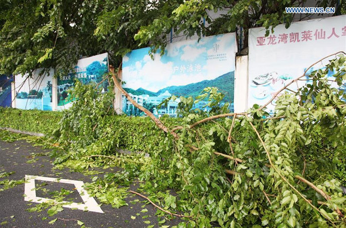 Một cây bị đổ do mưa to, gió lớn ở thành phố Tam Á, tỉnh Hải Nam hôm 18/8.