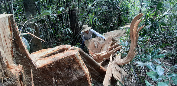 2. Hạt trưởng Hạt kiểm lâm bị dọa giết: Công an huyện Bắc Trà My vào cuộc điều tra vụ ông Trần Công Lý, Hạt trưởng Hạt Kiểm lâm huyện Bắc Trà My bị hăm dọa. Ngày 7/7, ông Lý nhận được cuộc gọi với nội dung: "Ông có phải ông Lý không, ông coi chừng tính mạng của ông và 2 con ông đó". Ông Lý được biết đến là người quyết liệt trong công tác giữ rừng, qua kiểm tra đã phát hiện và xử lý nhiều vụ phá rừng trên địa bàn huyện.