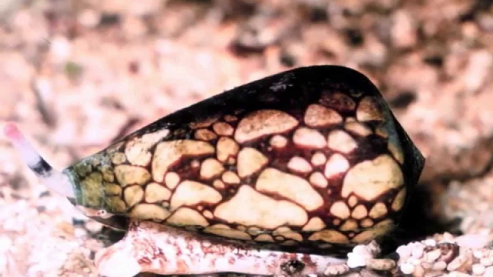 1. Ốc sên Marbled Cone: Dù nhìn nhỏ bé và hiền lành, nhưng loài động vật này chứa nọc độc khủng khiếp, có thể giết chết ít nhất 20 người chỉ từ một giọt nước dãi. Dãi của chúng khiến người bị tê liệt và có thể gây tử vong. Loài này đã khiến khoảng 30 người chết do tiếp xúc ngẫu nhiên.