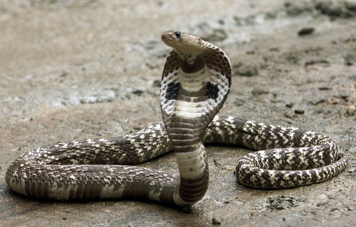 2. Rắn hổ mang chúa Cobra: Nổi tiếng với khả năng ăn thịt loài rắn khác và có nọc độc mạnh, một nhát cắn của rắn Cobra có thể giết người trong vài giây. Nọc độc của loài động vật này cũng đủ để giết chết một con voi trong vòng 3 giờ. Rắn này sống chủ yếu ở Nam và Đông Nam Á.