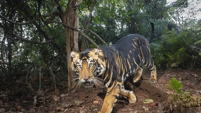 Hổ đen có thể nặng gần 300 kg và dài gần 3 mét khi trưởng thành. Chúng được mệnh danh là "Quái vật rừng rậm".