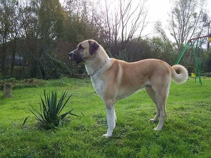 Tính cách của chó Kangal là bình tĩnh, độc lập, thân thiện với gia đình, nhưng không thích gần người lạ.
