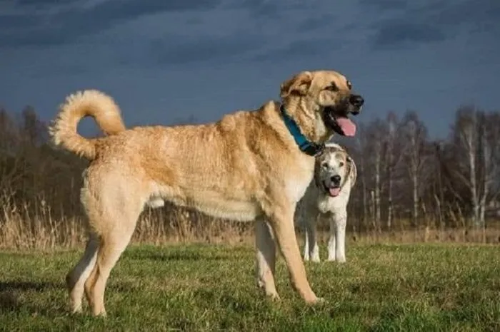 Chó Kangal có kích thước lớn, cơ bắp vững chắc, và được mệnh danh là "Tứ đại chiến khuyển".