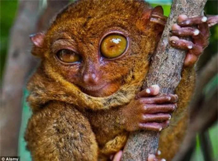 1. Khỉ lùn Tarsier: Loài động vật có đôi mắt lớn hơn cả não, bàn chân to, sống tại khu vực Borneo và đảo Sumatra.
