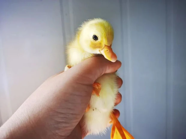 Giá của giống vịt Call Duck đã giảm nhiều khi nhập về Việt Nam, dao động từ 5.000.000đ - 6.000.000đ cho một cặp, giảm tới 10 lần so với thị trường trước đây.