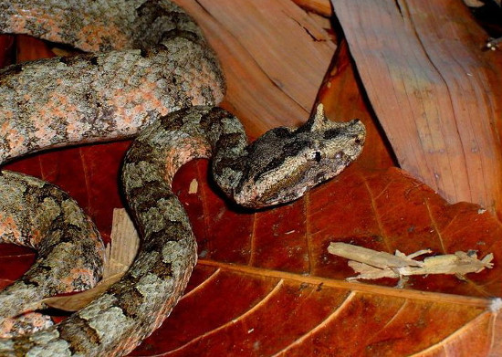 Rắn lục sừng có tên khoa học là Trimeresurus cornutus, thuộc họ rắn lục, và còn được biết đến với các tên gọi như rắn quỷ hay rắn quỷ Satan.