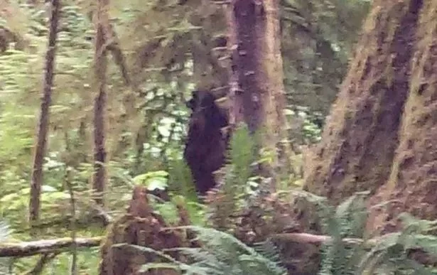 Một bức ảnh cho thấy Bigfoot ngồi xổm bên cạnh một cây lớn, trong khi bức ảnh khác cho thấy một hình dạng màu đen bí ẩn, giống như mô tả của một con Sasquatch, ẩn nấp ở phía sau rừng cây rậm rạp.