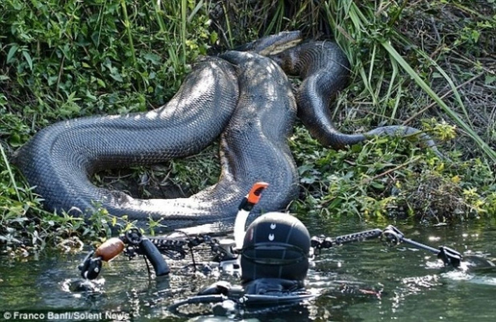 1. Trăn Anaconda: Là loài trăn lớn nhất thế giới, có thể dài hơn 9 mét và nặng hơn 150 kg. Ẩn nấp trong đầm lầy Amazon, Trăn Anaconda được cho là có khả năng "ăn thịt người", không quá khó để chúng nuốt chửng con người.