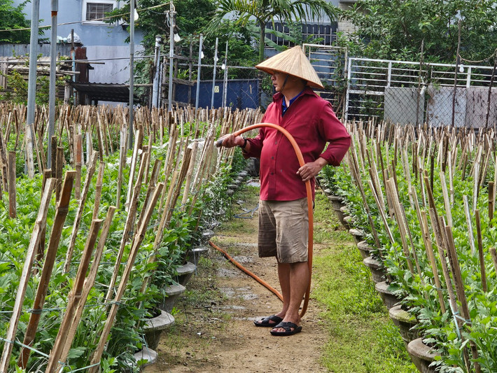 Thời điểm này, các nhà vườn tập trung chăm sóc để cây phát triển tốt, ra hoa đẹp, đồng thời chủ động biện pháp phòng ngừa và hạn chế một số sâu bệnh gây hại.