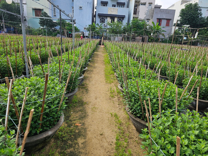 Không chỉ tại vùng hoa Dương Sơn ở xã Hòa Châu, huyện Hòa Vang, dọc nhiều tuyến đường trên địa bàn thành phố, không khó để bắt gặp những chậu cúc đã cao khoảng nửa mét đang được chăm chút kỹ lưỡng.