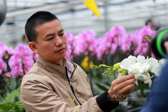 Anh Phạm Văn Huy cho biết: “Thời tiết tại Hà Tĩnh khắc nghiệt nên chúng tôi đã ứng dụng mạnh mẽ khoa học công nghệ trong xây dựng nhà xưởng (tổng chi phí hoàn thiện 7 tỷ đồng), riêng phần mái được thiết kế 5 lớp. Do đó, với hệ thống nhà màng công nghệ cao, người sản xuất có thể thực hiện kích hoa tương đối đơn giản bằng việc điều chỉnh nhiệt độ, ánh sáng và độ ẩm. Quan trọng nhất là xác định thời điểm kích ngồng để hoa nở vào dịp tết”.