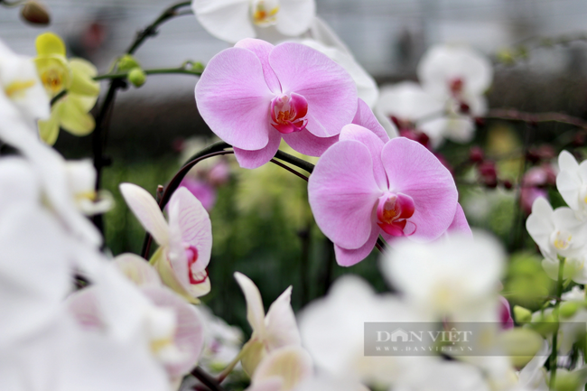 Hoa lan hồ điệp có thân cây tròn trịa, xanh tươi, cánh hoa tròn đối xứng, màu sắc tươi sáng, điều này tượng trưng cho ý nghĩa phong thủy tốt đẹp. Chính vì thế, vào dịp tết, nhiều người chọn loại hoa này bày biện trong nhà.