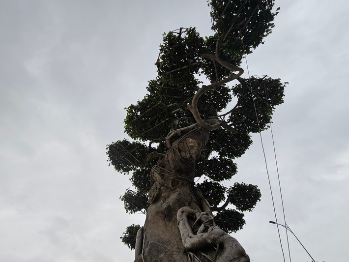 Tán lá "rồng bay phượng múa".
