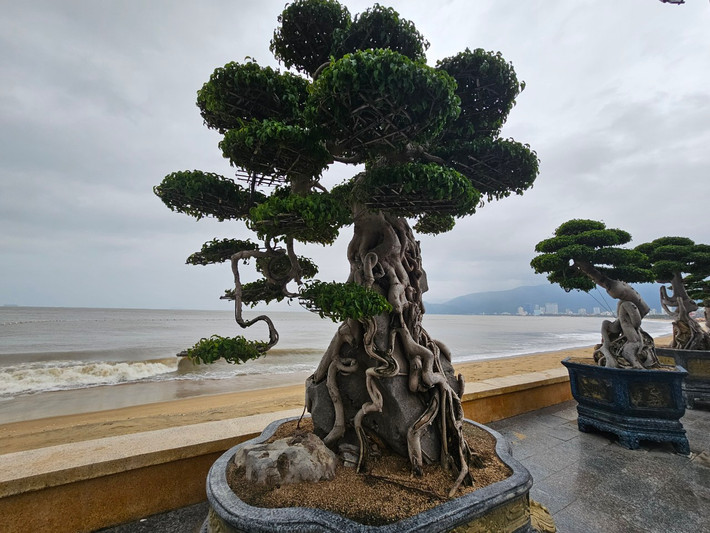 Thời tiết lạnh giá của mùa đông không làm giảm đi vẻ đẹp "cổ - kỳ - mỹ" của các tác phẩm bonsai.