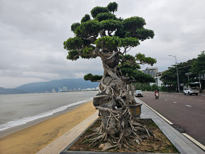 Ở Việt Nam, cây sanh có nhiều loại khác nhau như sanh Hải Hậu, sanh Nam Điền, sanh lá mỏng... Đây cũng là loại bonsai được trồng nhiều ở Bình Định và các tỉnh thành như Nam Định, Hà Nội, ...