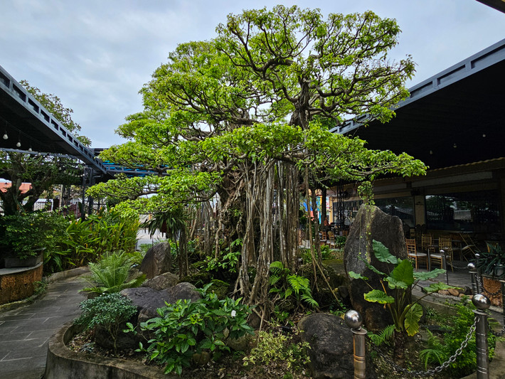 hững năm gần đây, nhiều cây sanh bonsai có giá tiền tỷ xuất hiện như một "cơn sốt" ở các tỉnh thành như Hà Nội, Hải Dương, Nam Định,... khiến nhiều người trầm trồ ngả mũ.