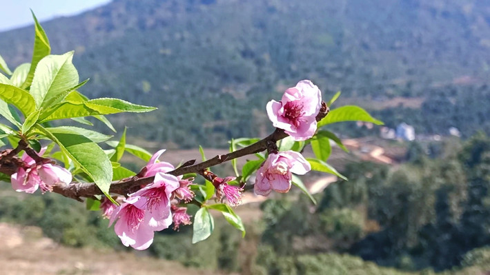 Cô Hiền cũng chia sẻ thêm “Trong quá trình giảng dạy, chúng tôi cũng luôn trăn trở, suy nghĩ tìm mọi phương pháp giảng dạy gần gũi nhất với đời sống và khả năng, nhận thức của bà con để bà con dễ hiểu, dễ nhớ. Đồng thời, kết hợp vừa dạy chữ, vừa dạy cho bà con biết cách vệ sinh phòng bệnh, thực hiện kế hoạch hóa gia đình, kỹ thuật chăn nuôi, trồng trọt, chăm sóc, phòng trừ sâu bệnh cho cây trồng; cách phòng, chống dịch bệnh cho gia súc, gia cầm...”.
