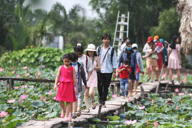 Cánh đồng sen nằm tại đường Tam Đa, Q.9, TP.HCM cũng là một lựa chọn nếu bạn trẻ thích khung cảnh bình yên của vùng ngoại ô.