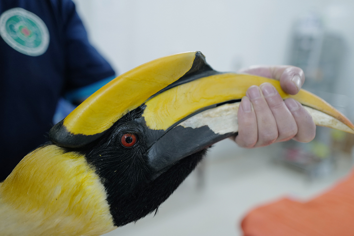 Chim hồng hoàng (Buceros bicornis) là một loài chim quý hiếm thuộc họ hồng hoàng, bộ sả, lớp chim. Chúng sinh sống ở các khu rừng của Ấn Độ, Đông Nam Á và miền nam Trung Quốc.