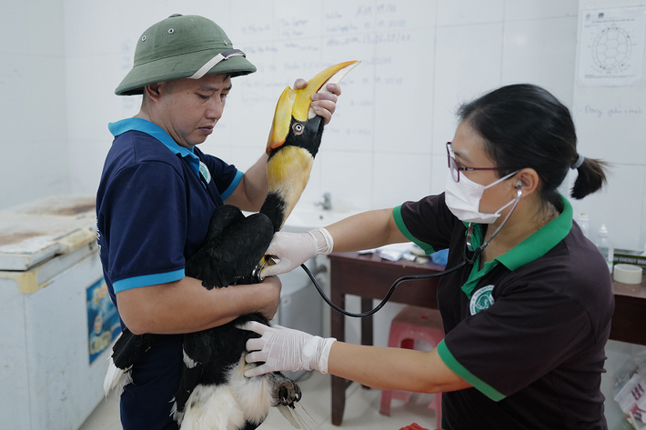 Trong tự nhiên, thức ăn của hồng hoàng chủ yếu là các loại quả. Nó cũng ăn cả các loài thú, chim, thằn lằn, rắn và côn trùng nhỏ.