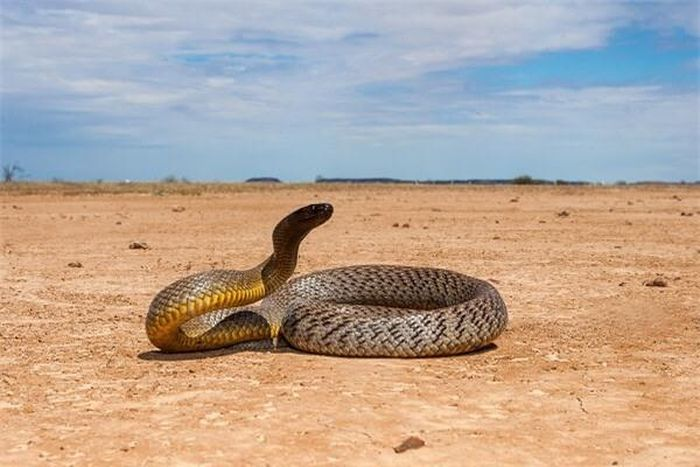 Rắn Taipan nội địa có tên khoa học là Oxyuranus microlepidotus, sống ở các khu vực nội địa của Australia. Chúng có thể đạt chiều dài từ 1,8 đến 2,5 m và có khả năng thay đổi màu sắc da theo mùa để thích nghi với môi trường sống khắc nghiệt.