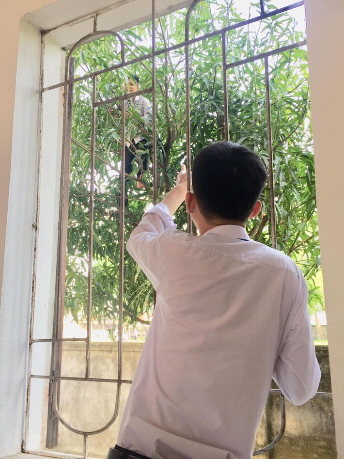 Mùa hè, mùa của những loại quả và còn là mùa tung hoành của các cô cậu học sinh, sinh viên khi mùa xoài nở rộ khắp sân trường. Ảnh: Trường Người Ta