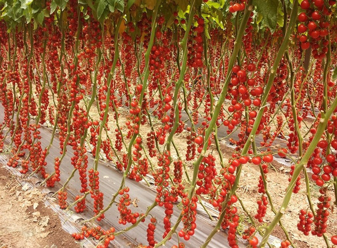 Những quả cà chua mọng nước, mọc xum xuê từ gốc lên ngọn khiến ai cũng thích thú.