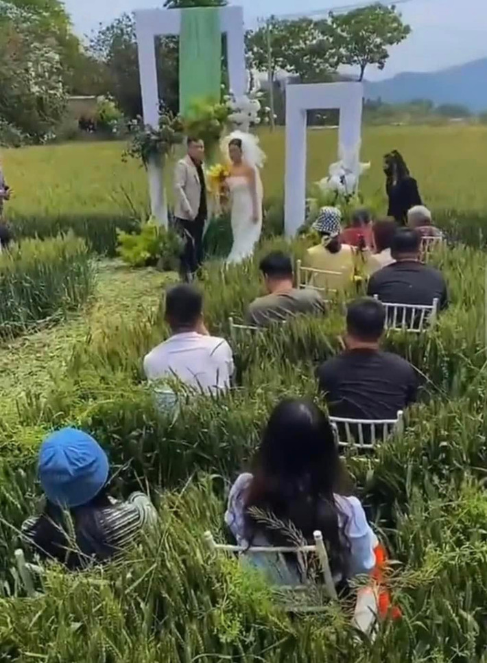 Tuy nhiên điều khiến ai cũng khó hiểu là vị trí ngồi của khách mời. Theo đó các khách mời cũng hòa vào không khí ngày vui ngồi lọt thỏm giữa bốn bề lúa và lúa.