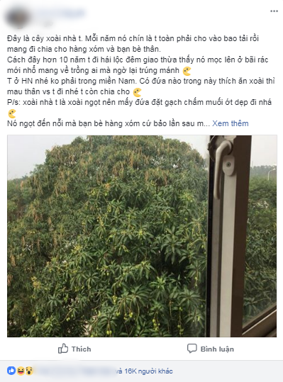 Một trong những dấu hiệu báo mùa hè đến là hàng loạt cây xoài mọc sum xuê quả. Vậy nên mới đây bài đăng của một thanh niên khoe cây xoài nhặt từ bãi rác, có sức sống mãnh liệt sau 10 năm đang thu hút sự chú ý của cư dân mạng.
