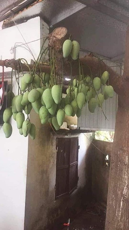 Đã mọc trong nhà và bị chặt cụt hết cành, nhưng bằng sức sống kỳ diệu nào đó, cây xoài đặc biệt này vẫn ra quả chi chít trĩu cả thân cây.
