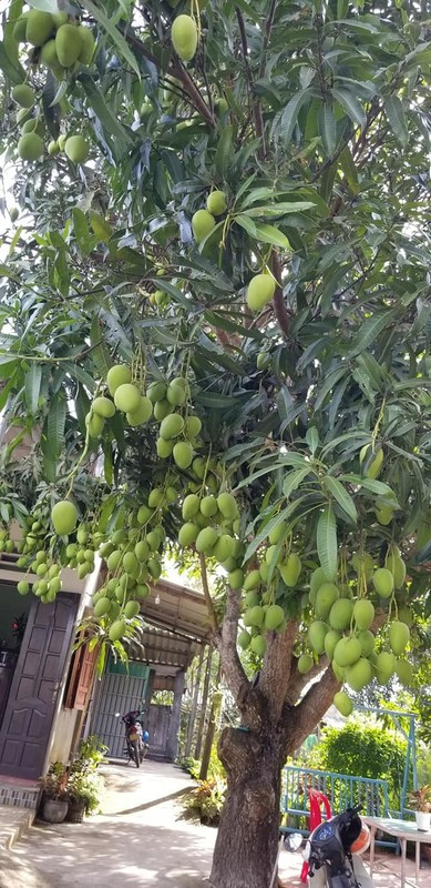 Vào mùa xoài nở rộ trên MXH xuất hiện không ít cây xoài mọc dị, mọc kiểu độc đáo ai cũng phải trầm trồ.