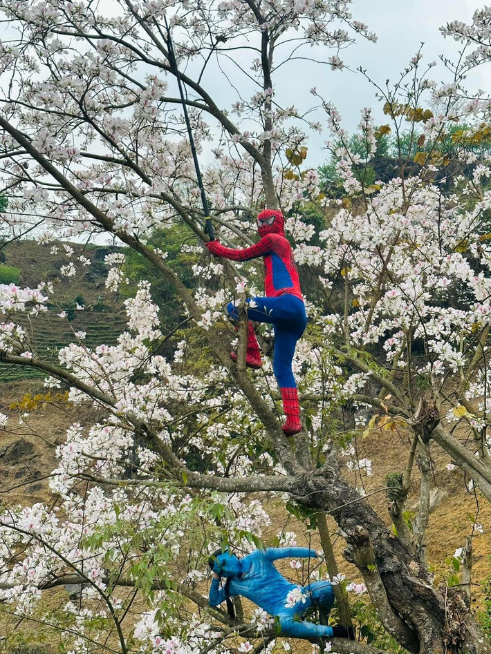 Để check-in hoa ban Điện Biên có phần độc đáo, mới đây nhiều bạn trẻ hóa thành Spider Man và Spider Man vô cùng hài hước. Ảnh: Nguyen Huy Hoang