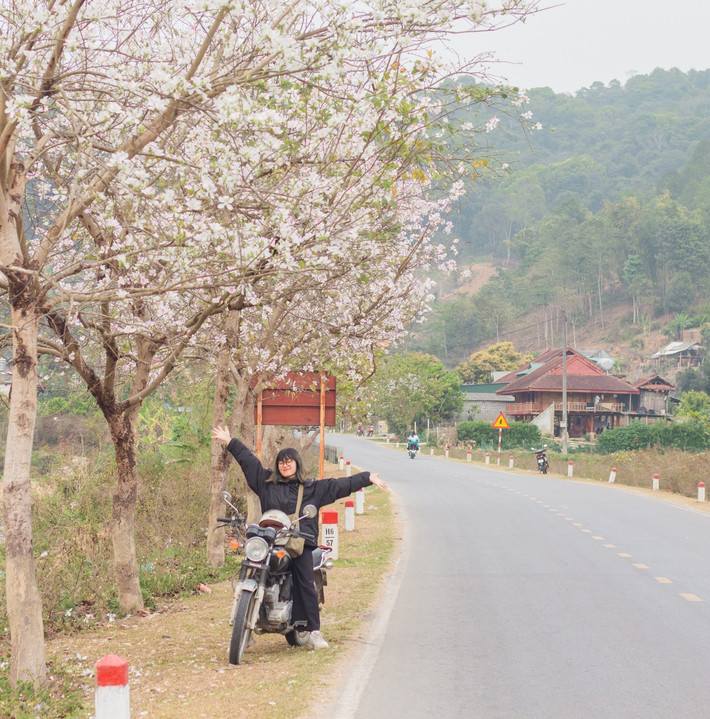 Hoa ban nở rộ cũng là thời điểm nhiều bạn trẻ xách balo lên và đi, lên Điện Biên ngắm hoa và check-in cực đẹp. Ảnh: Yến Lee