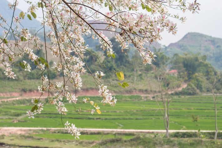 Sở hữu vẻ đẹp mộc mạc, tinh khôi hoa ban được xem như biểu trưng cho con người Điện Biên nói riêng và nhân dân Tây Bắc nói chung. Ảnh: Yến Lee