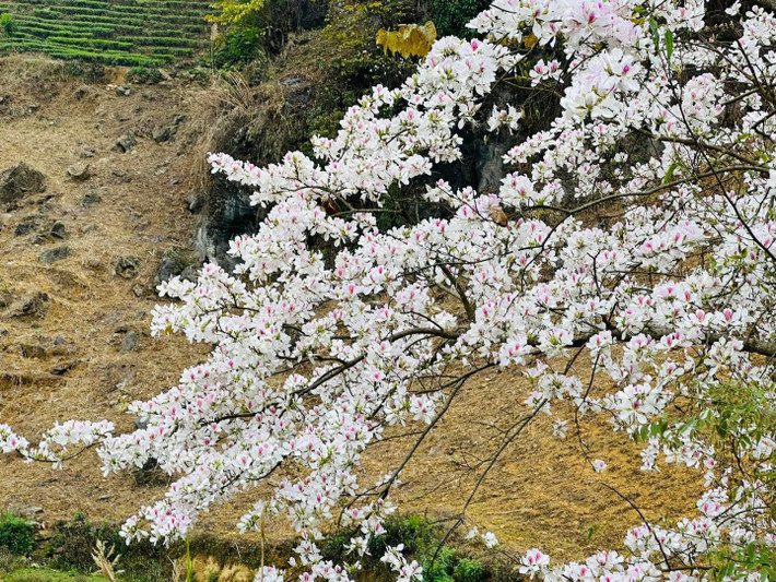 Thời điểm này hoa ban ở Điện Biên bắt đầu nở rộ, phủ trắng khắp lưng đèo, đỉnh núi, đặc biệt trên các con đường thành phố. Ảnh: Nguyen Huy Hoang