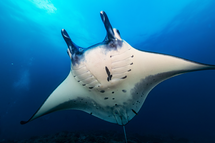 Cá đuối manta thường sống ở vùng biển khơi, với Manta birostris di cư qua các vùng biển rộng, trong khi Manta alfredi có xu hướng định cư và sống ven bờ. (Ảnh: Australian Geographic)