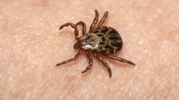 Bệnh Lyme có thể gây ra các triệu chứng như đau khớp, cơ, cứng khớp, sốt và mệt mỏi. Triệu chứng chính là phát ban, tuy nhiên không phải ai cũng bị triệu chứng này.