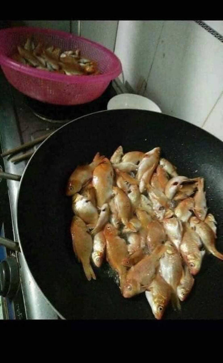 Cá chép để thả ngày ông Công ông Táo mà ai đó đã lầm tưởng món cá trong bữa ăn nên cho vào chảo rán!