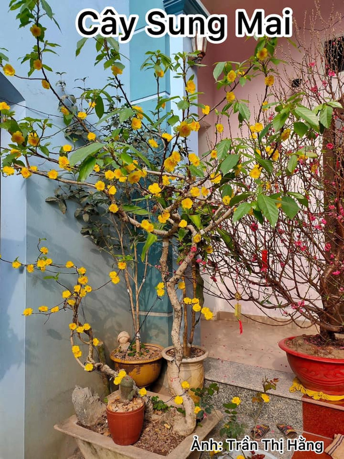 Cây sung gắn thêm hoa mai giả cũng cho ra thành phẩm một cây không khác gì cây mai thật. Ảnh: Trần Thị Hằng