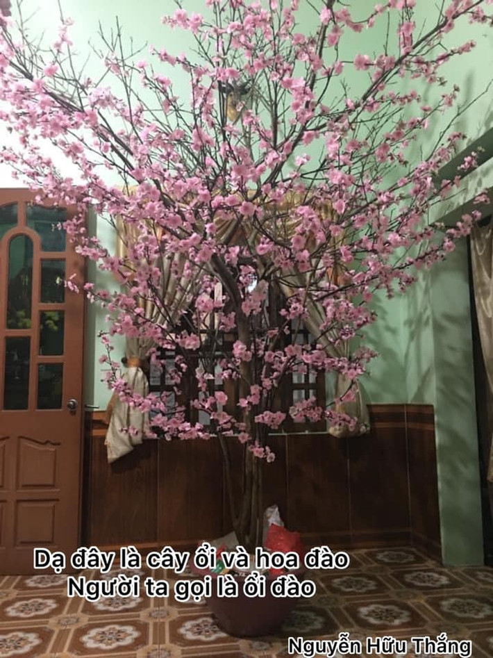 Chẳng cần tốn nhiều chi phí, gia đình này đã chế cây cảnh đón Tết "bá đạo" bằng cách dùng cành ổi gắn thêm hoa đào, thành quả cho ra đời "cây ổi đào" độc đáo. Ảnh: Nguyễn Hữu Thắng