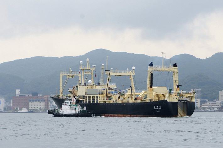 Hai tàu hộ tống của "tàu mẹ" Nisshin Maru là tàu Yushin Maru và tàu Yushin Maru 3 cũng đã trở về các cảng nhà. Theo AP, cảng Shimonoseki, nơi tàu Nisshin Maru neo đậu, cũng chính là khu vực cử tri của Thủ tướng Abe. Ảnh: Reuters.