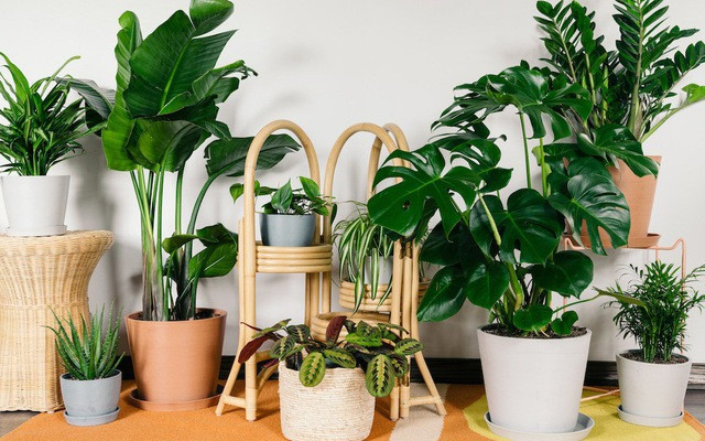 Hoa cây cảnh nội thất giúp cho không gian trở nên hài hòa, cân đối, mang lại vẻ đẹp tự nhiên cho không gian sống, giúp cho con người thấy được sự gần gũi với thiên nhiên, tính cách sẽ trở nên ôn hòa hơn. Về mặt tinh thần, cây cảnh phong thủy còn giúp cho con người giảm bớt căng thẳng sau những giờ làm việc, học tập mệt mỏi, duy trì sức khỏe.