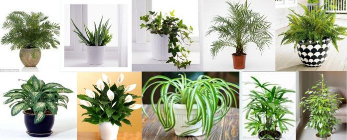 Những lưu ý khi đặt cây phong thủy: Chọn những loại cây cảnh phong thủy trong phòng khách với đặc điểm như sau: - Những cây cảnh có dáng tròn đầy, xinh xắn - Tán lá rộng, màu của lá đậm đà, xanh mướt, không bị sần sùi hay sâu hại - Thân cây láng không có gai nhọn. Ngoài ra, mật độ đặt cây trong nhà cũng ảnh hưởng tới phong thủy. Bởi nếu để quá dày, cây sẽ làm che lấp ánh sáng trong nhà, làm giảm dương khí, tác động xấu đến tài lộc và vận may của gia chủ.