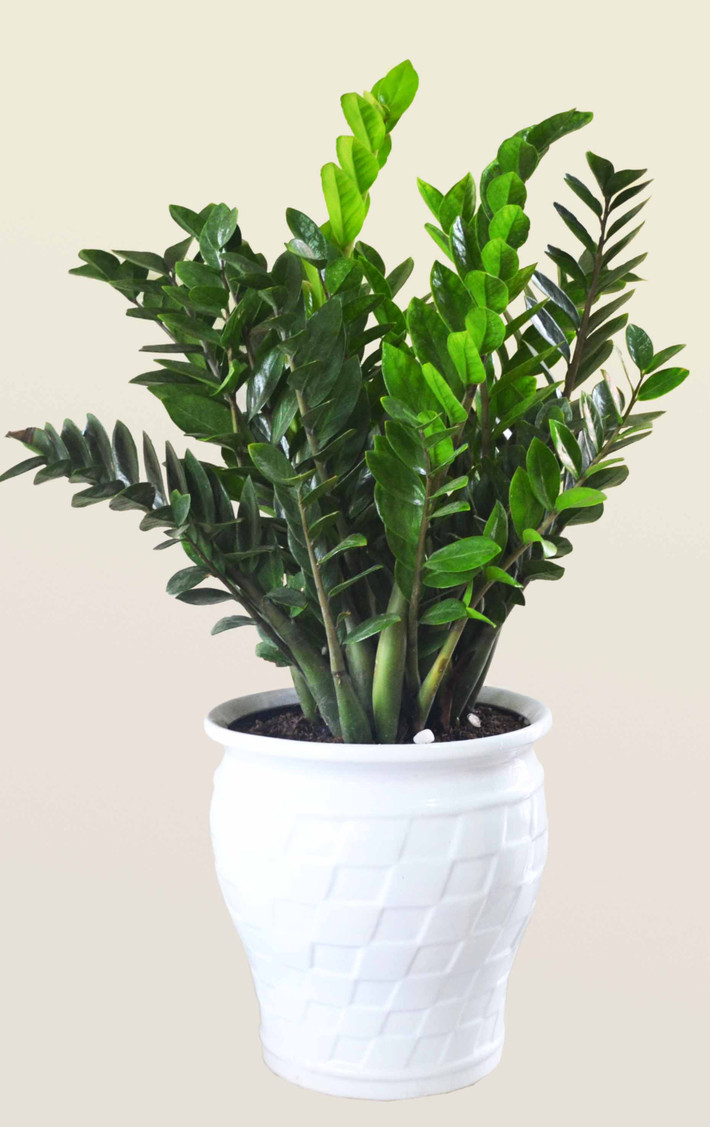 Cây kim phát tài (cây kim tiền): Đây là loại cây được rất nhiều người lựa chọn, được xem là cây phong thủy trồng trong nhà được ưa chuộng nhất. Những tán lá sum suê tượng trưng cho sự phát triển của gia chủ về kinh tế. Tiền bạc nhiều không đếm hết. Hơn nữa, lá đẹp, bóng, xanh mượt, tán cân đối và tương đối dễ tính.