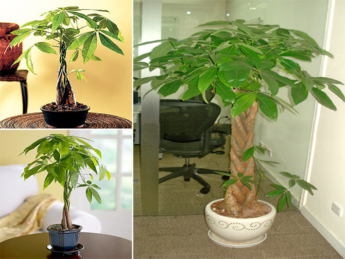 Loại cây cảnh phong thủy này thường được đặt ở khu vực cửa chính của phòng khách. Ngoài các yếu tố về mặt phong thủy được rất nhiều người quan tâm ở loại cây này, cây có khả năng hấp thụ Formaldehyd, làm sạch không khí, lọc bớt các khí độc sinh ra khói bụi công nghiệp hoặc do sử dụng điều hòa lâu ngày.