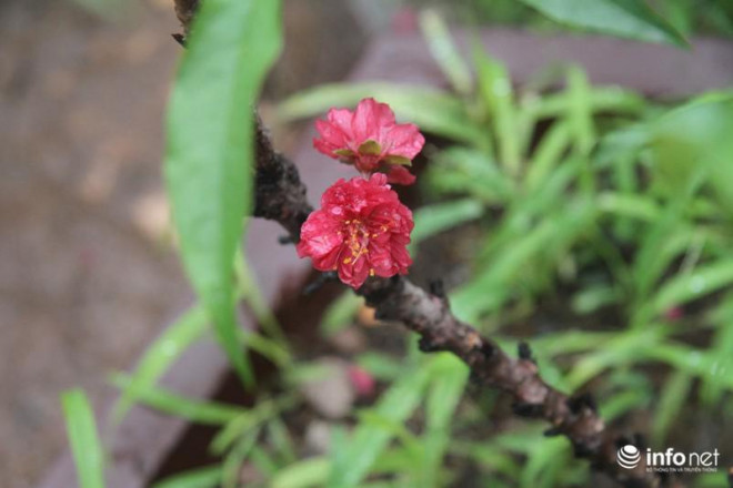 Màu đỏ của hoa đào Thất Thốn kết hợp với nhị hoa vàng rực, khiến chỉ cần một bông nở đã làm sáng bừng cả không gian, đem lại cảm giác ấm áp của mùa xuân. Đào Thất Thốn còn quý ở chỗ, hoa nở càng nhiều thì càng nhanh phai tàn, cây càng ít bông thì hoa lại càng bền lâu.