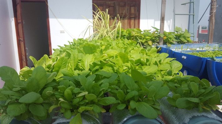 Với diện tích sân thượng 35m2, anh Công trồng rau, nuôi cá theo mô hình Aquaponics (nuôi cá kết hợp trồng cây không cần đất).